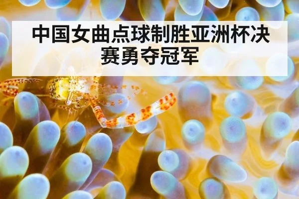 中国女曲点球制胜亚洲杯决赛勇夺冠军